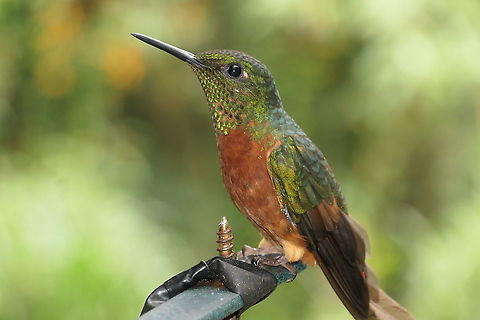 Chestnut-breasted Coronet Waiting by a Feeder San Isidro has a wonderful terrace with several hummingbird feeders and there are hummingbirds there at almost any time of day. One could easily just sit there and enjoy the show. These little fellows were quite territorial about the feeders but ended up spending a lot of time chasing other hummingbirds away, only to have still others start feeding the second that they were gone. Boissonneaua matthewsii,Chestnut-breasted coronet,Ecuador,Geotagged,San Isidro,Summer