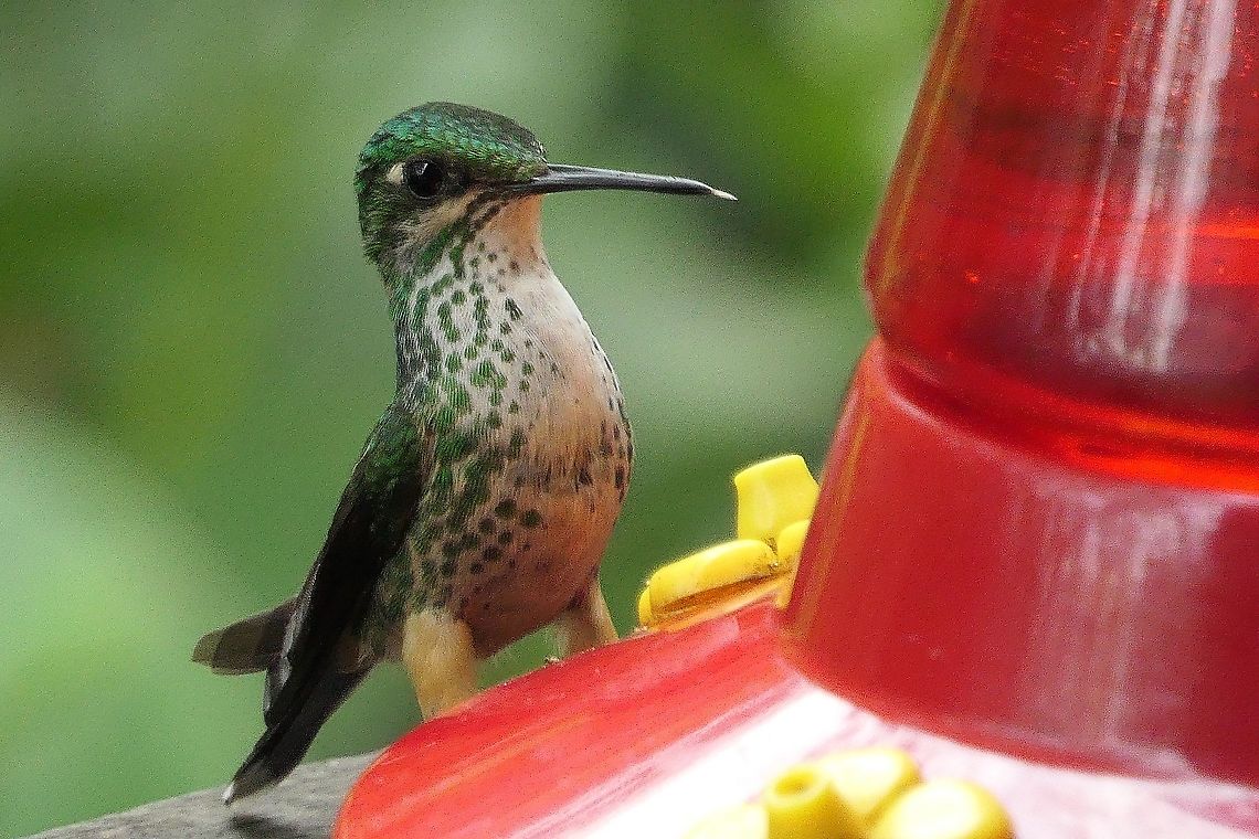 A Female Peruvian Racket-tail at Feeder Recently split from the booted Racket-tail, it can be distinguished by the tan "boots" or fine feathers on the leg (making it look like it is wearing Wellington boots). The females do not sport the long tail extensions for which these hummingbirds get their name, the extensions end in large round panes that supposedly look like tennis rackets. Ecuador,Geotagged,Ocreatus peruanus,Peruvian racket-tail,San Isidro,Summer