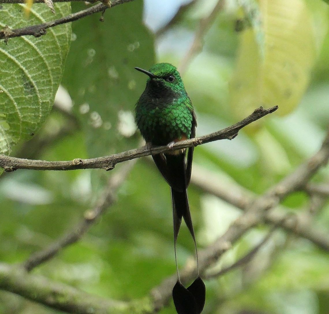 Peruvian Racket-tail - male Ok, and here is the male featuring those incredible "tennis racket" tail extensions. A beautiful and amazing hummingbird to go with the picture of the female I posted. Ecuador,Geotagged,Ocreatus peruanus,Peruvian racket-tail,San Isidro,Summer