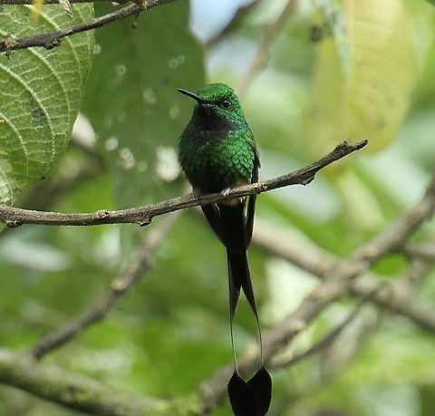 Peruvian Racket-tail - male Ok, and here is the male featuring those incredible "tennis racket" tail extensions. A beautiful and amazing hummingbird to go with the picture of the female I posted. Ecuador,Geotagged,Ocreatus peruanus,Peruvian racket-tail,San Isidro,Summer