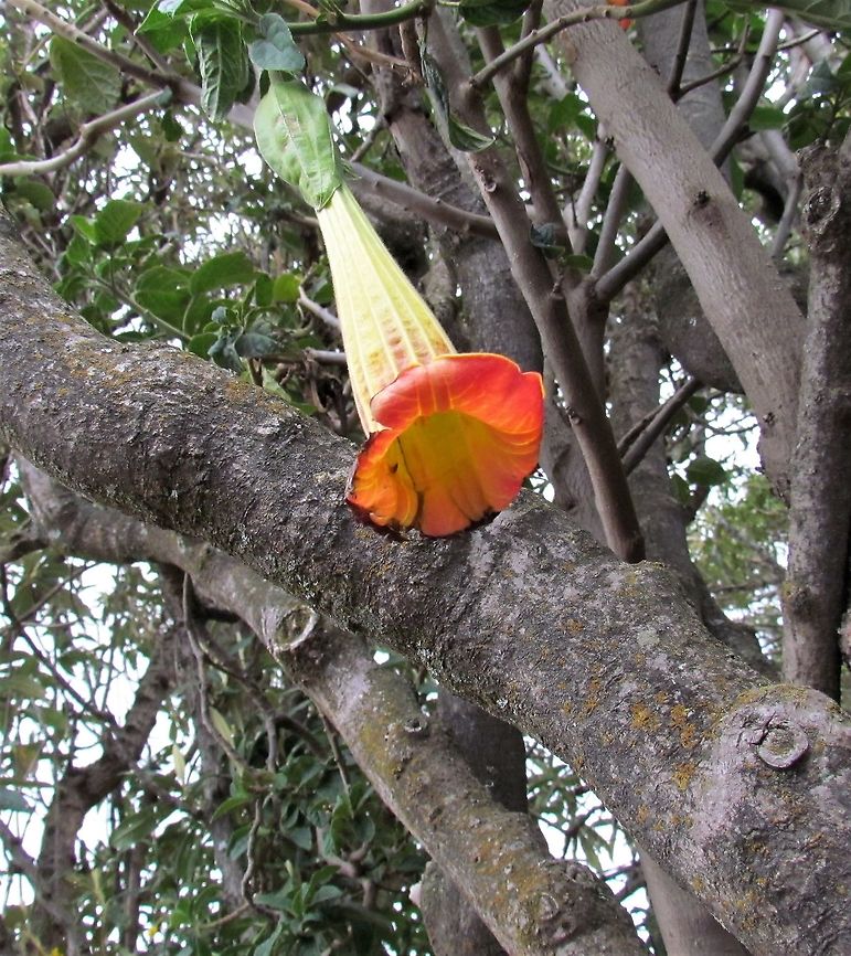 Burgmansia sanguinea in all its Splendor These were growing around a spot famous for occasionally hosting the legendary Swordbilled Hummingbird (longest bill to body length in the bird world). Unfortunately, no Swordbills appeared, but the flowers that attract them (and are apparently the evolutionary reason for those huge bills) were quite spectacular in their own right. Brugmansia sanguinea,Ecuador,Geotagged,Summer,antisana ecological reserve,burgmansia sanguinea