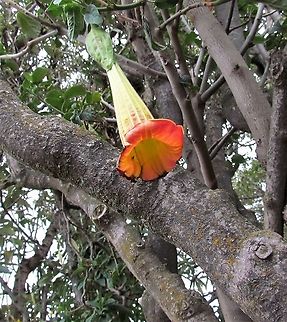 Burgmansia sanguinea in all its Splendor These were growing around a spot famous for occasionally hosting the legendary Swordbilled Hummingbird (longest bill to body length in the bird world). Unfortunately, no Swordbills appeared, but the flowers that attract them (and are apparently the evolutionary reason for those huge bills) were quite spectacular in their own right. Brugmansia sanguinea,Ecuador,Geotagged,Summer,antisana ecological reserve,burgmansia sanguinea