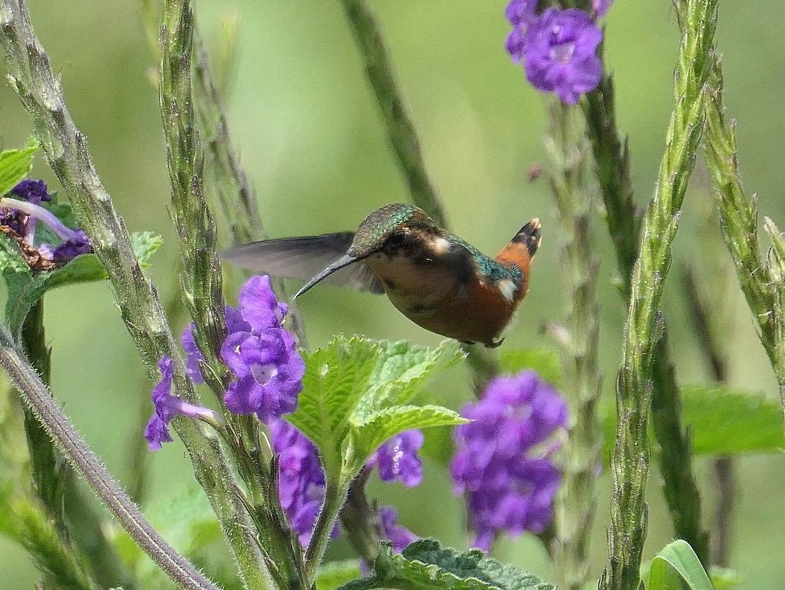 Gorgeted Woodstar in Flight A lovely little hummingbird - more like a large Bumble Bee and fun to watch as it feeds on flowers. Chaetocercus heliodor,Ecuador,Geotagged,Gorgeted woodstar,San Isidro,Summer