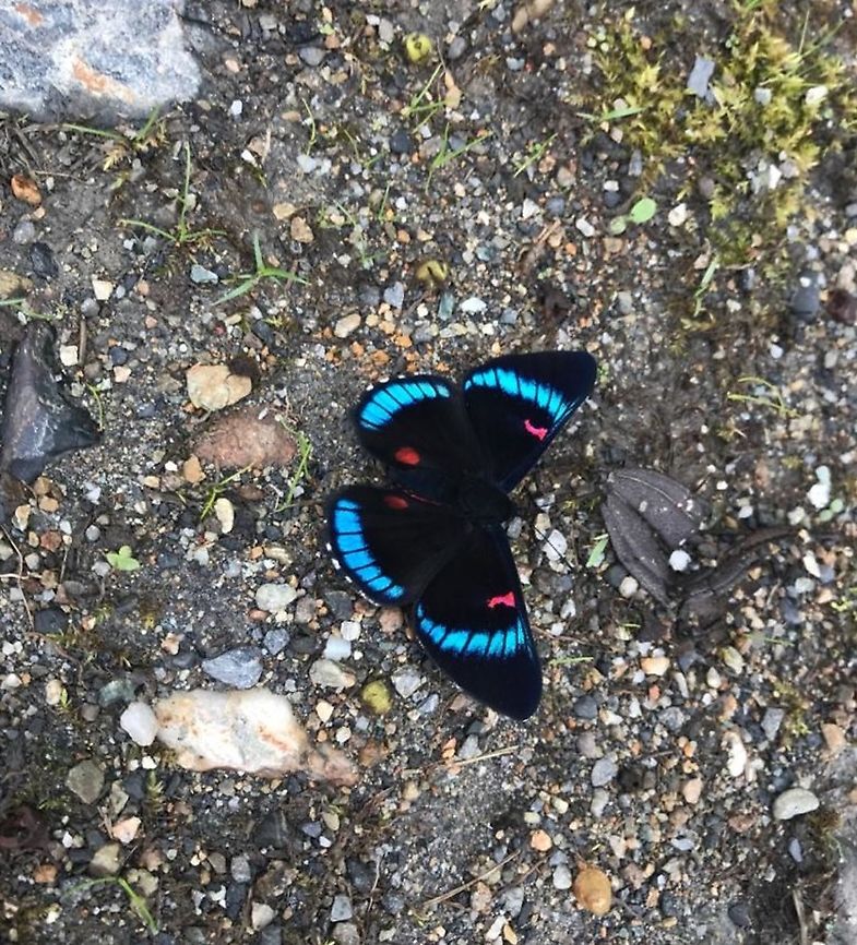 Bellona Metalmark on a wet street in the morning This is a beautiful red, black, &amp; blue butterfly that we saw on our &quot;Street Birding Walk&quot; on a warm and sunny morning after a lot of rain. Bellona metalmark,Ecuador,Geotagged,Necyria bellona,San Isidro,Summer
