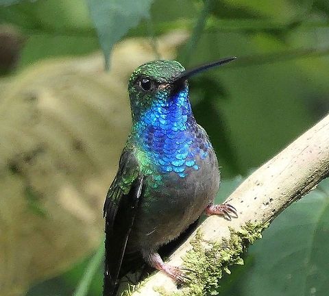 Rufus-gaped Hillstar at a feeder in Ecuador Yet another of the amazing hummingbirds at San Isidro - nice view of the rarely seen claws. Ecuador,Geotagged,Rufous-gaped hillstar,San Isidro,Summer,Urochroa bougueri