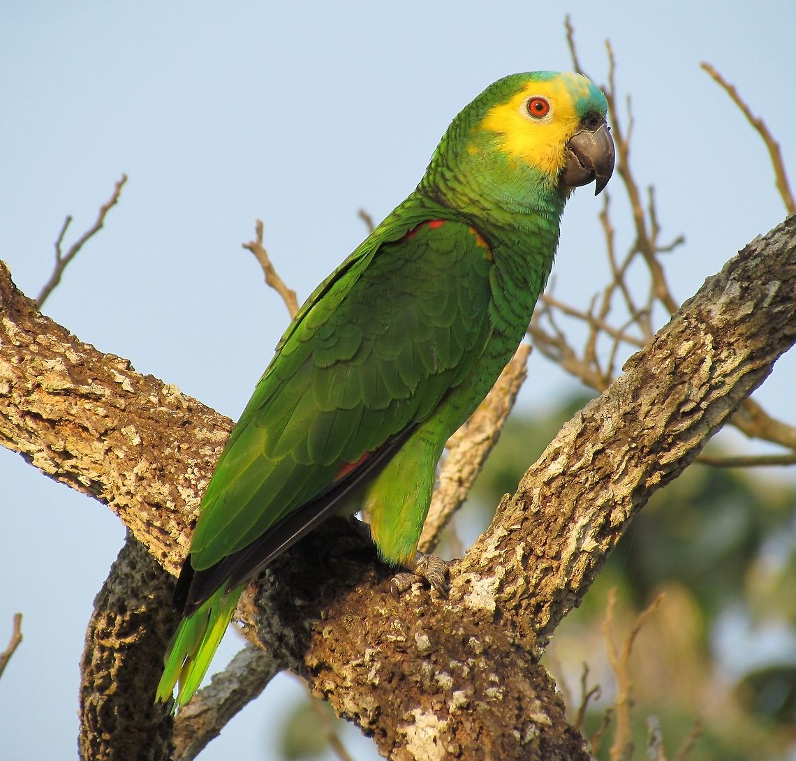 Blue-fronted Amazon in the Pantanal A pair of these hung out around our lodge in the Pantanal. If you want to see amazing wildlife (birds, mammals, butterflies, reptiles) - go there fo a truly amazing experience. Amazona aestiva,Blue-fronted Amazon,Brazil,Geotagged,Pantanal,Winter