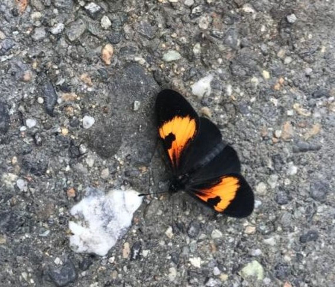Orange-disked Altinote in Ecuadorian Andes This is not a great photo, but it shows the considerable regional variation in this species - this is from the eastern Andean slope in Ecuador. Altinote stratonice,Ecuador,Geotagged,Latreille's Altinote,San Isidro,Summer