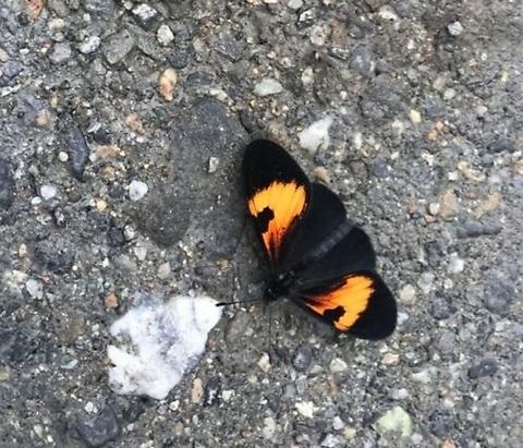 Orange-disked Altinote in Ecuadorian Andes This is not a great photo, but it shows the considerable regional variation in this species - this is from the eastern Andean slope in Ecuador. Altinote stratonice,Ecuador,Geotagged,Latreille's Altinote,San Isidro,Summer