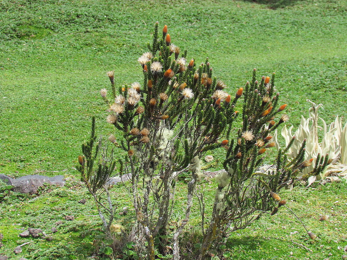 Flower of the Andes A beautiful and strange looking flowering shrub of, as the common name &quot;Flower of the Andes&quot; suggests, the Andes mountains. It has bizarre spiky leaves which are no doubt an adaptation to the high altitude - but lend it an aspect seeming to come from another world. Chuquiraga jussieui,Ecuador,Geotagged,Summer,antisana ecological reserve