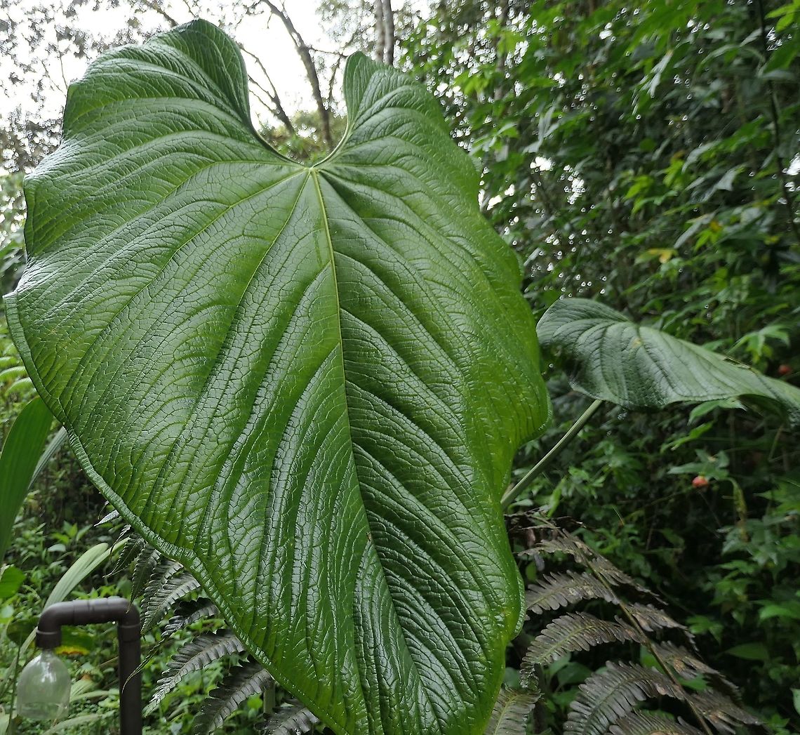 The Giant Leaves of Anthurium rugulosum These plants have truly gigantic leaves (the original image had me standing next to it and it is as big as I am). The small opening at the top of the leaf is a perfect fit for a face and the internet is full of photos of people with their faces in there. Anthurium rugulosum,Ecuador,Geotagged,San Isidro,Summer,anthurium rugulosum