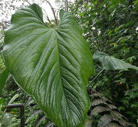 The Giant Leaves of Anthurium rugulosum These plants have truly gigantic leaves (the original image had me standing next to it and it is as big as I am). The small opening at the top of the leaf is a perfect fit for a face and the internet is full of photos of people with their faces in there. Anthurium rugulosum,Ecuador,Geotagged,San Isidro,Summer,anthurium rugulosum