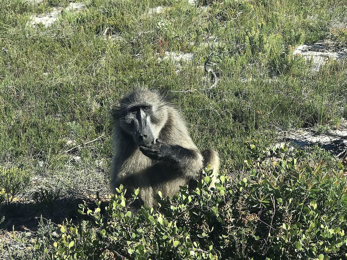 Thoughtful Chacma Baboon in Cape of Good Hope NP Chacma baboons are easily observed at Cape of Good Hope NP in South Africa - on eof many good reasons to visit if you find yourself in Cape Town with a free day.  Cape,Cape of Good Hope NP,Chacma baboon,Geotagged,Papio ursinus,South Africa,Spring,Western Cape