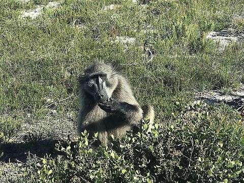 Thoughtful Chacma Baboon in Cape of Good Hope NP Chacma baboons are easily observed at Cape of Good Hope NP in South Africa - on eof many good reasons to visit if you find yourself in Cape Town with a free day.  Cape,Cape of Good Hope NP,Chacma baboon,Geotagged,Papio ursinus,South Africa,Spring,Western Cape