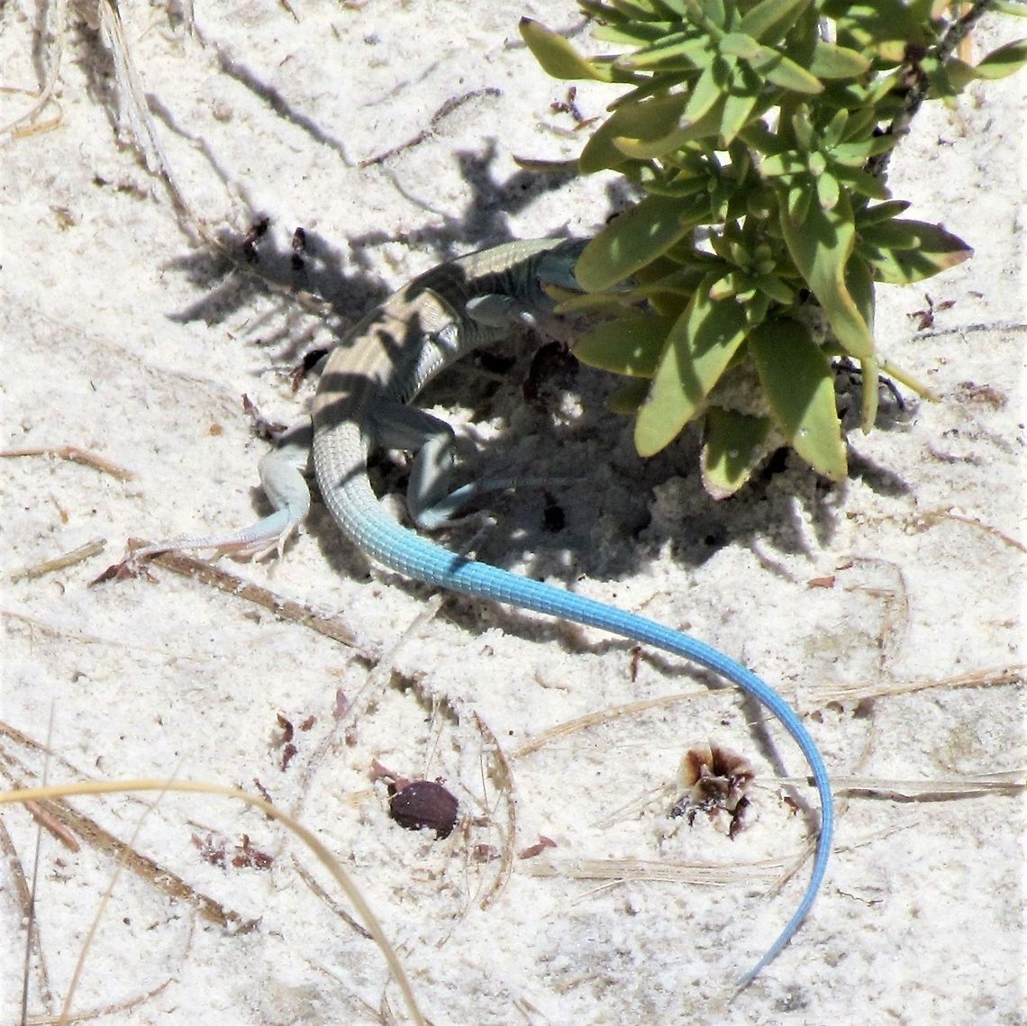 Little Striped Whiptail in White Sands National Park New Mexico Not a great picture (I was especially disappointed not to get his head), but these are incredibly fast moving and only tend to stop under a plant or in some other way stay hidden. The most important feature is the blue tail of the males in any case, and you can see this really well in this image. Aspidoscelis inornatus,Geotagged,Little striped whiptail,Summer,USA,United States,White Sands National Monument,new mexico