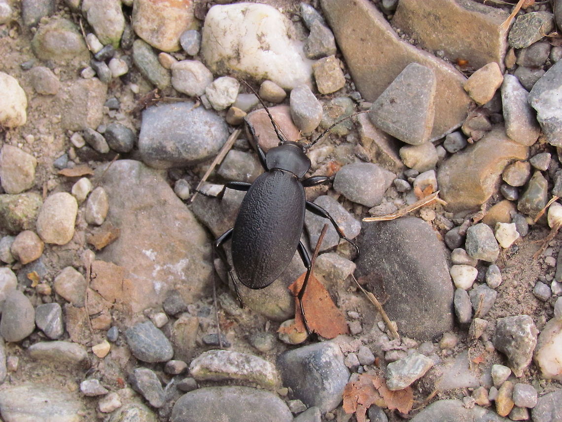 The "Leather Ground Beetle" (Carabus coriaceus) Carabus coriaceus (eq. of &quot;Leather ground beetle&quot; in other languages) seen near a stream not too far from our house. Easily overlooked but worth a closer look. Baden-Würtemburg,Carabus,Carabus (Procrustes),Carabus coriaceus,Geotagged,Germany,Summer