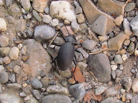 The "Leather Ground Beetle" (Carabus coriaceus) Carabus coriaceus (eq. of "Leather ground beetle" in other languages) seen near a stream not too far from our house. Easily overlooked but worth a closer look. Baden-Würtemburg,Carabus,Carabus (Procrustes),Carabus coriaceus,Geotagged,Germany,Summer