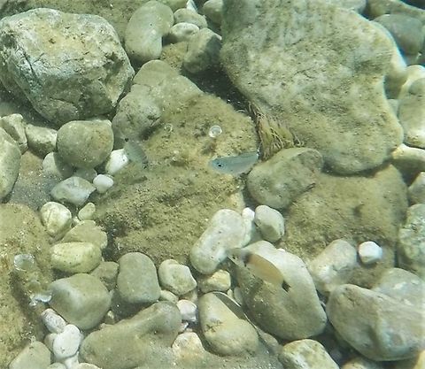 3 Seabreams in 1 photo This is not a great quality image - it was taken standing in less than 1 meter of water using a very old model GoPro camera (Hero4) - but the fact that I could capture 3 of the distinctive Mediterranean Sea Seabreams (top to bottom: Sargo [Diplodus Sargus], Saddled Seabream [Oblada melanura], and Two-banded Seabream [Diplodus vulgaris]) in a single image was pretty cool. This was snorkeling on the Croatian Island of Krk - the water quality was fantastic. Croatia,Geotagged,Krk Island,Oblada melanura,Saddled seabream