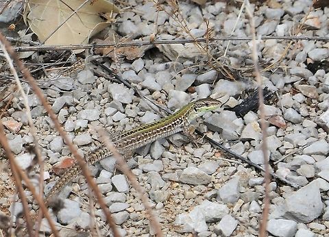 Dalmatian Wall Lizard Just a lovely example of the fauna of the Adriatic Coast. Croatia,Dalmatian wall lizard,Geotagged,Krk Island,Podarcis melisellensis