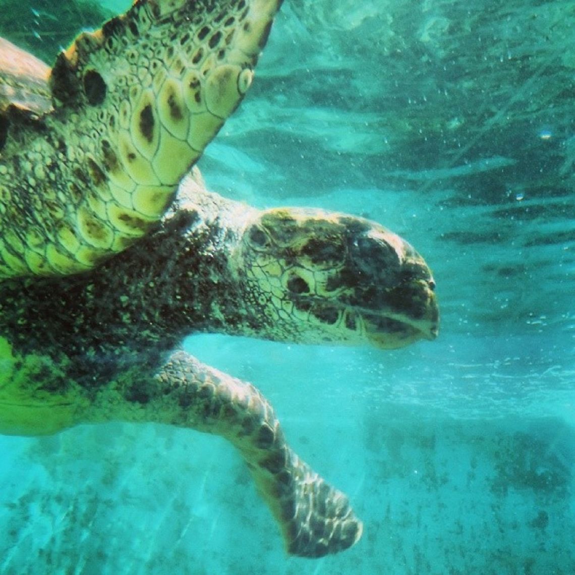 Marine Turtle- The wonder of the oceans This photo was take in Linhares , Reg&ecirc;ncia, Esp&iacute;ritu Santo , Brazil. I visit  the Tamar proyect ,who It is now recognized internationally as one of the most successful proyect in marine conservation and serves as a model for other countries, especially because it involves coastal communities directly in its socio-environmental work.<br />
<br />
Research, conservation and management of five species of sea turtles that occur in Brazil, all threatened with extinction, is the main mission of the Tamar proyect <br />
The  common name of this turtle is &quot; Tartaruga Oliva&quot; . Brazil,Eretmochelys imbricata,Geotagged,Hawksbill sea turtle,Lepidochelys olivacea,Olive ridley sea turtle