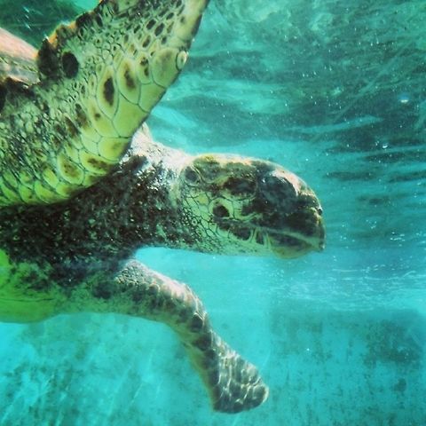 Marine Turtle- The wonder of the oceans This photo was take in Linhares , Reg&ecirc;ncia, Esp&iacute;ritu Santo , Brazil. I visit  the Tamar proyect ,who It is now recognized internationally as one of the most successful proyect in marine conservation and serves as a model for other countries, especially because it involves coastal communities directly in its socio-environmental work.

Research, conservation and management of five species of sea turtles that occur in Brazil, all threatened with extinction, is the main mission of the Tamar proyect 
The  common name of this turtle is " Tartaruga Oliva" . Brazil,Eretmochelys imbricata,Geotagged,Hawksbill sea turtle,Lepidochelys olivacea,Olive ridley sea turtle