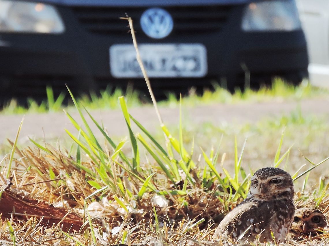 Curious owls | " I'm watching you human!" I shot this photo at University of Brasilia . The owls nest was near of parking :).<br />
In portuguese  this owls is called " coruja-buraqueira". This owl is the burrowing owl, specie Athene cunicularia<br />
The burrowing owls are active during the day and prefers open areas with low ground cover. They can often be found perching near their burrow on fence posts and trees.<br />
Bibliography : <a href="http://www.defenders.org/burrowing-owl/basic-facts" rel="nofollow">http://www.defenders.org/burrowing-owl/basic-facts</a> Athene cunicularia,Brazil,Burrowing Owl,Geotagged,owls
