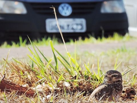 Curious owls | " I'm watching you human!" I shot this photo at University of Brasilia . The owls nest was near of parking :).
In portuguese  this owls is called " coruja-buraqueira". This owl is the burrowing owl, specie Athene cunicularia
The burrowing owls are active during the day and prefers open areas with low ground cover. They can often be found perching near their burrow on fence posts and trees.
Bibliography : http://www.defenders.org/burrowing-owl/basic-facts Athene cunicularia,Brazil,Burrowing Owl,Geotagged,owls