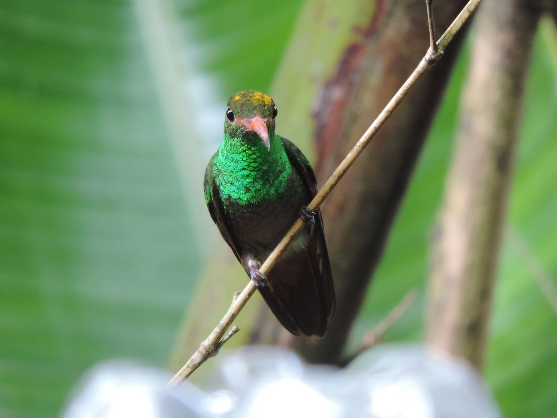 Hi human!  I saw this hummingbird in Mindo-Ecuador<br />
Familia: Trochilidae . Subfamilia: Trochilinae.<br />
I can't identify the especie sadly :( . I hope your suggestions about what specie it is  :) Amazilia tzacatl,Ecuador,Geotagged,Hummingbird,Rufous-tailed Hummingbird,South America