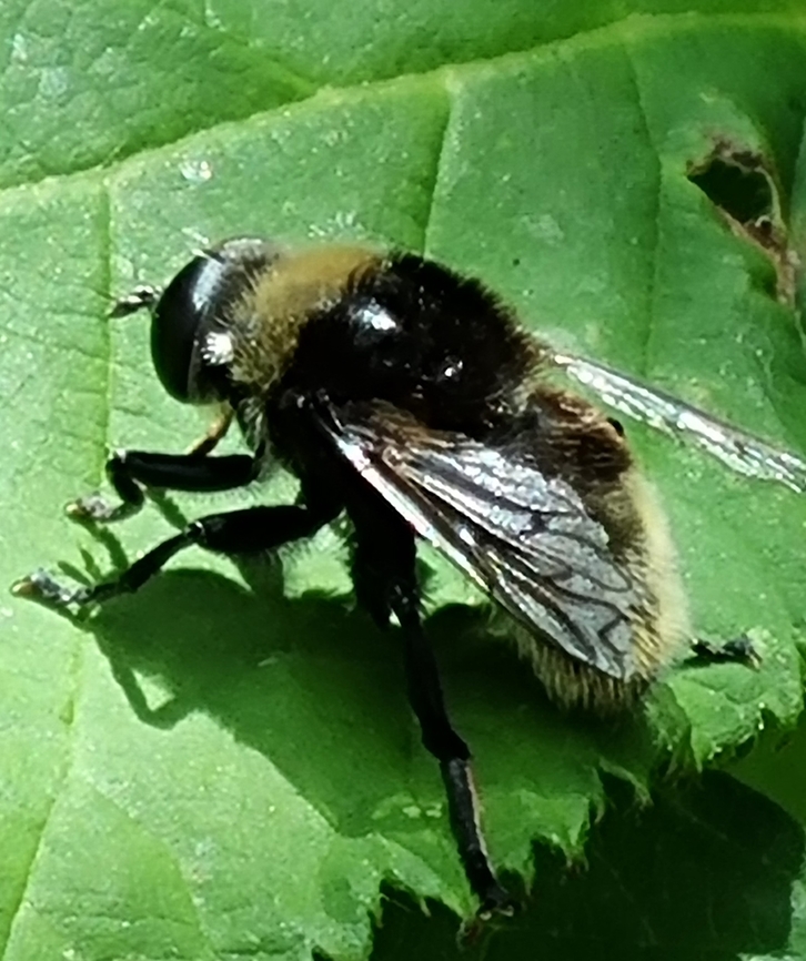 Bumblebee I am not sure what type of bumblebee this is. I hope someone can identify. Spotted in Southampton  Geotagged,Summer,United Kingdom