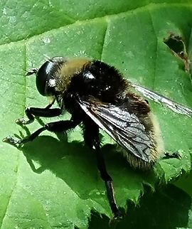 Bumblebee I am not sure what type of bumblebee this is. I hope someone can identify. Spotted in Southampton  Geotagged,Summer,United Kingdom