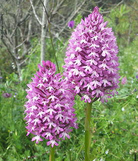Anacamptis_pyramidalis A large number of plants with fine flower heads found in grass and scrub on poor soil. South facing bank. Anacamptis pyramidalis,Geotagged,Portugal,Pyramidal Orchid,Spring