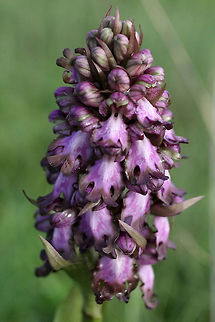 Himantoglossum robertiana This is a very large species of orchid. Flowering in Central Portugal from December to March.  Geotagged,Himantoglossum robertianum,Portugal,Robert's Orchid,Winter