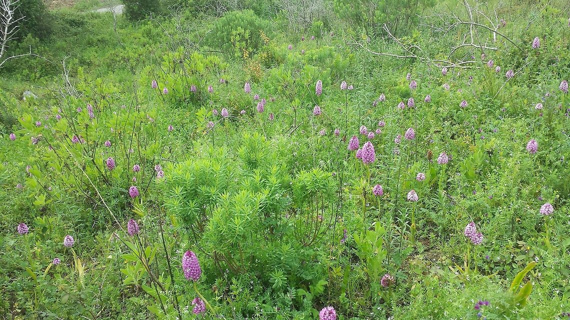 Anacamptis pyramidalis Area of grass and scrub. a large number of very fine specimens. Anacamptis pyramidalis,Geotagged,Portugal,Pyramidal Orchid,Spring
