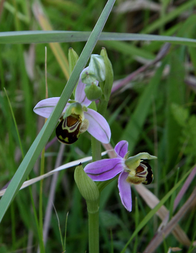 Ophrys apifera  Ophrys apifera