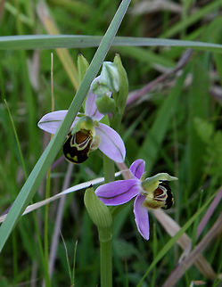 Ophrys apifera  Ophrys apifera