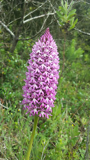 Anacamptis pyramidalis I was not aware of the fly on the flower head when taking the photo. Anacamptis pyramidalis,Geotagged,Portugal,Pyramidal Orchid,Spring