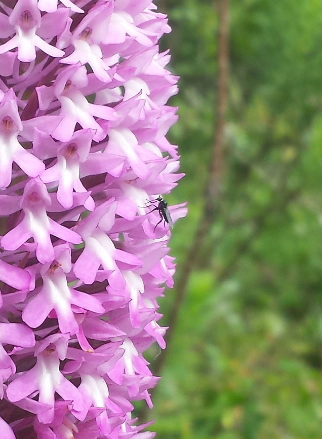 Anacamptis pyramidalis I am not sure of the name of the insect, or if it is a pollinator.  Anacamptis pyramidalis,Geotagged,Portugal,Pyramidal Orchid,Spring