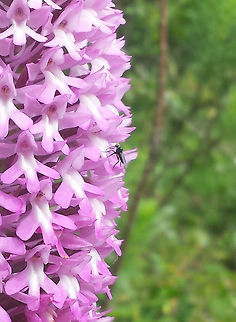 Anacamptis pyramidalis I am not sure of the name of the insect, or if it is a pollinator.  Anacamptis pyramidalis,Geotagged,Portugal,Pyramidal Orchid,Spring