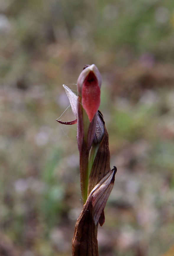 Serapias linguia