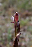 Serapias linguia