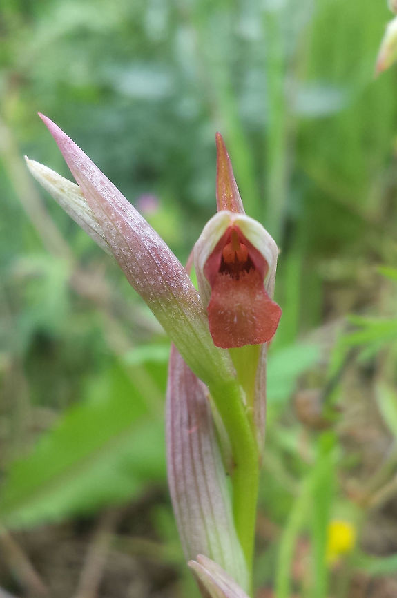 Serapias strictiflora  Geotagged,Portugal,Serapias lingua,Spring