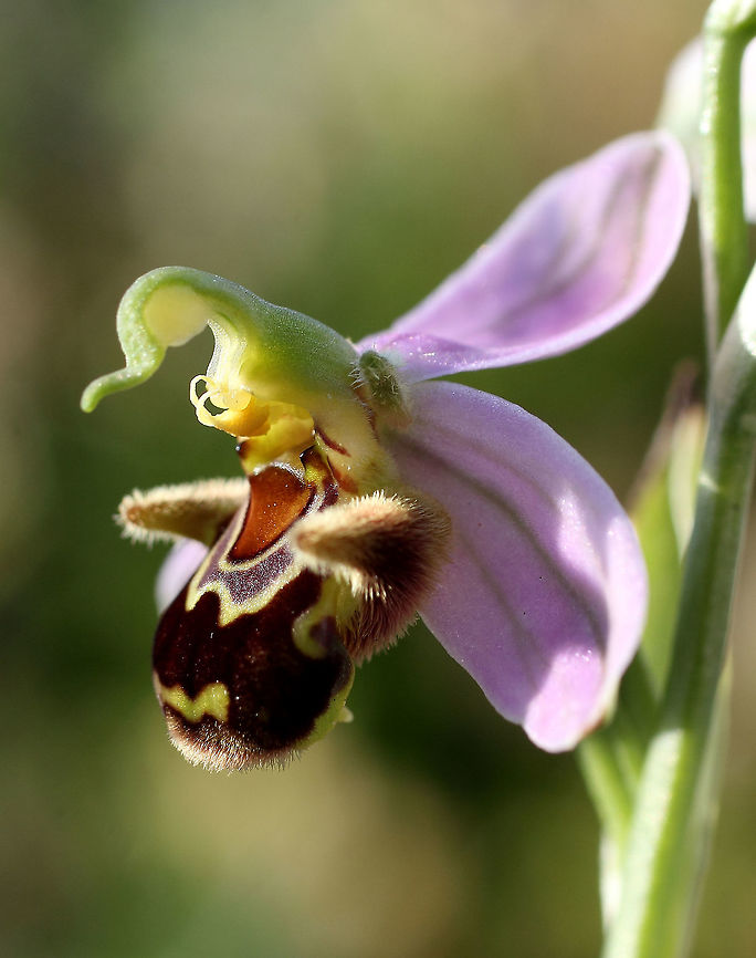 Ophrys apifera  Ophrys apifera
