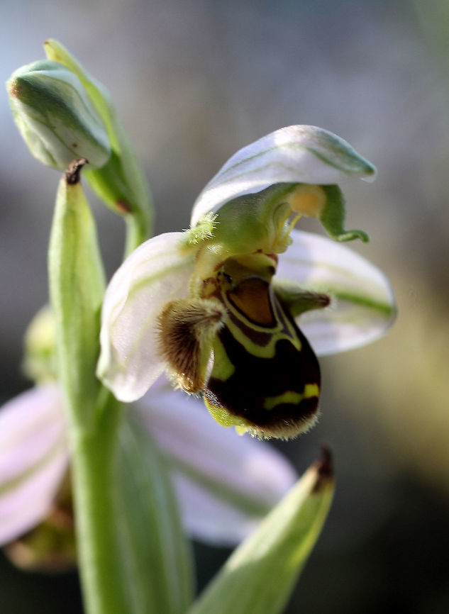 Bee Orchid  Ophrys apifera