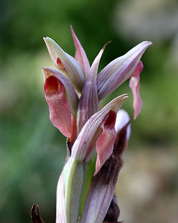 Serapias strictiflora