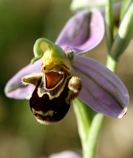 Bee Orchid No wonder bees are attracted to this beautiful flower. I think all people are as well! Ophrys apifera