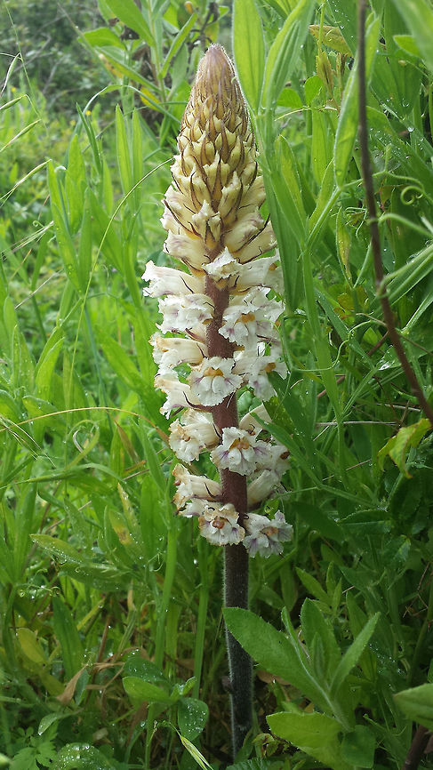 Orobanche crenata I think this is the correct description of this plant.  Bean broomrape,Orobanche crenata