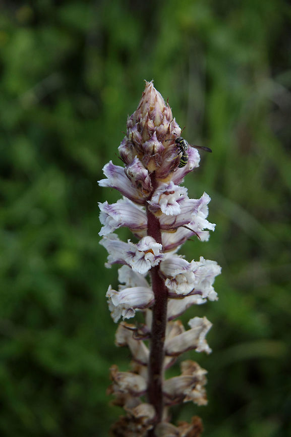 Orobanche crenata