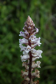 Orobanche crenata