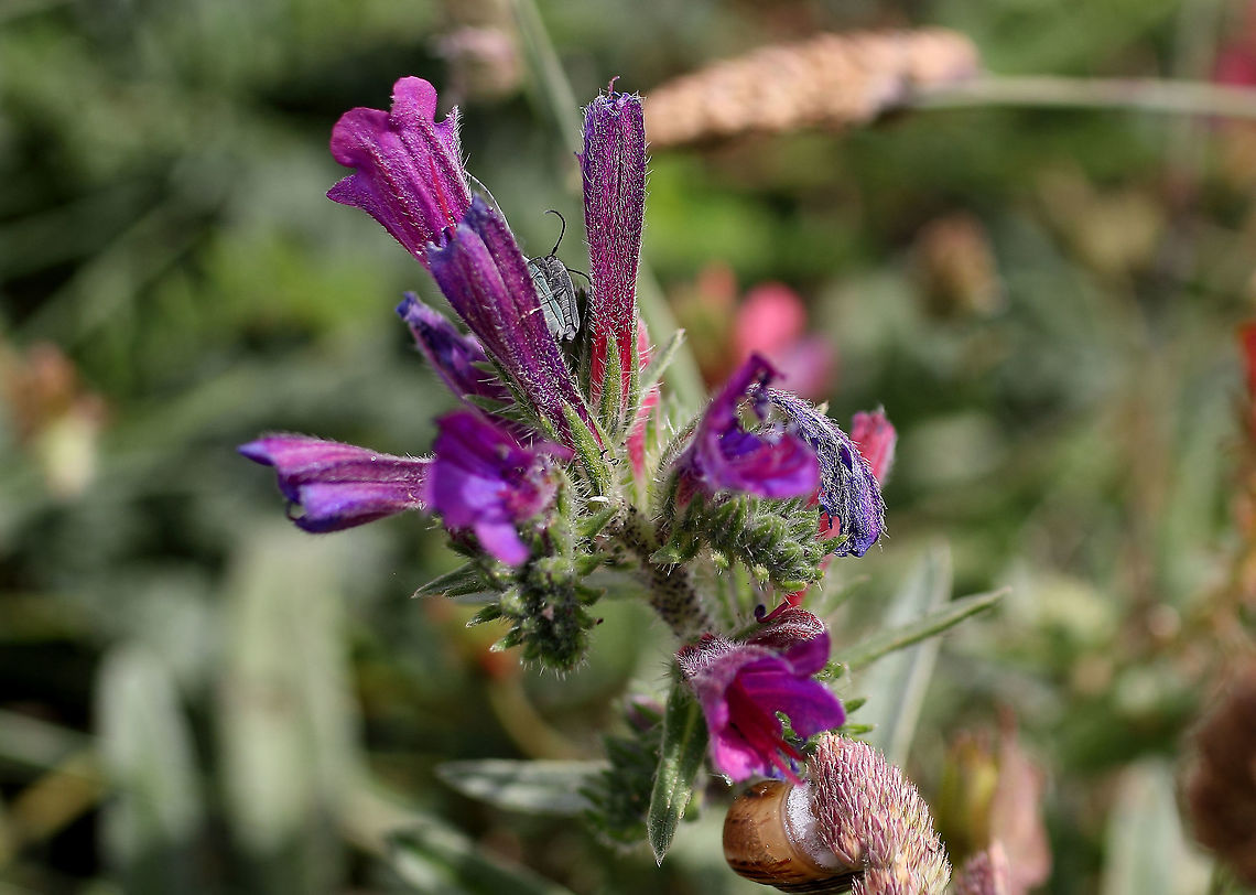Echium sp. Echium sp. Boraginaceae