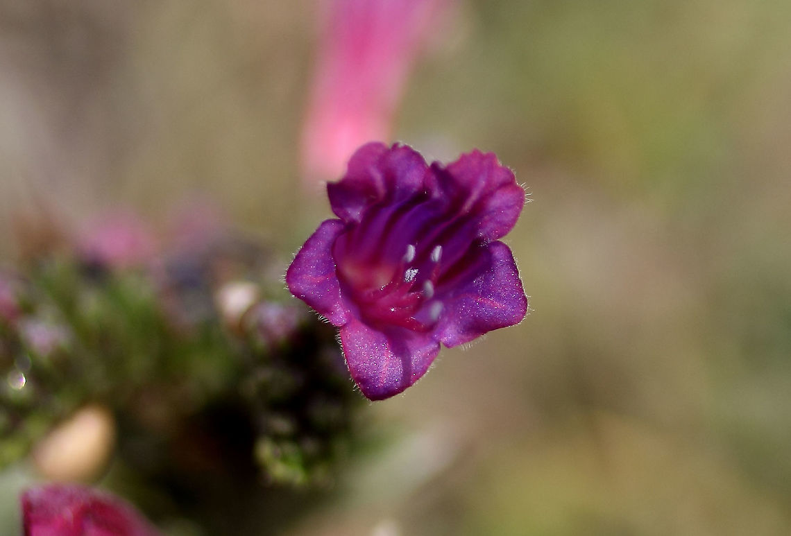 Echium sp.  Boraginaceae,Geotagged,Portugal