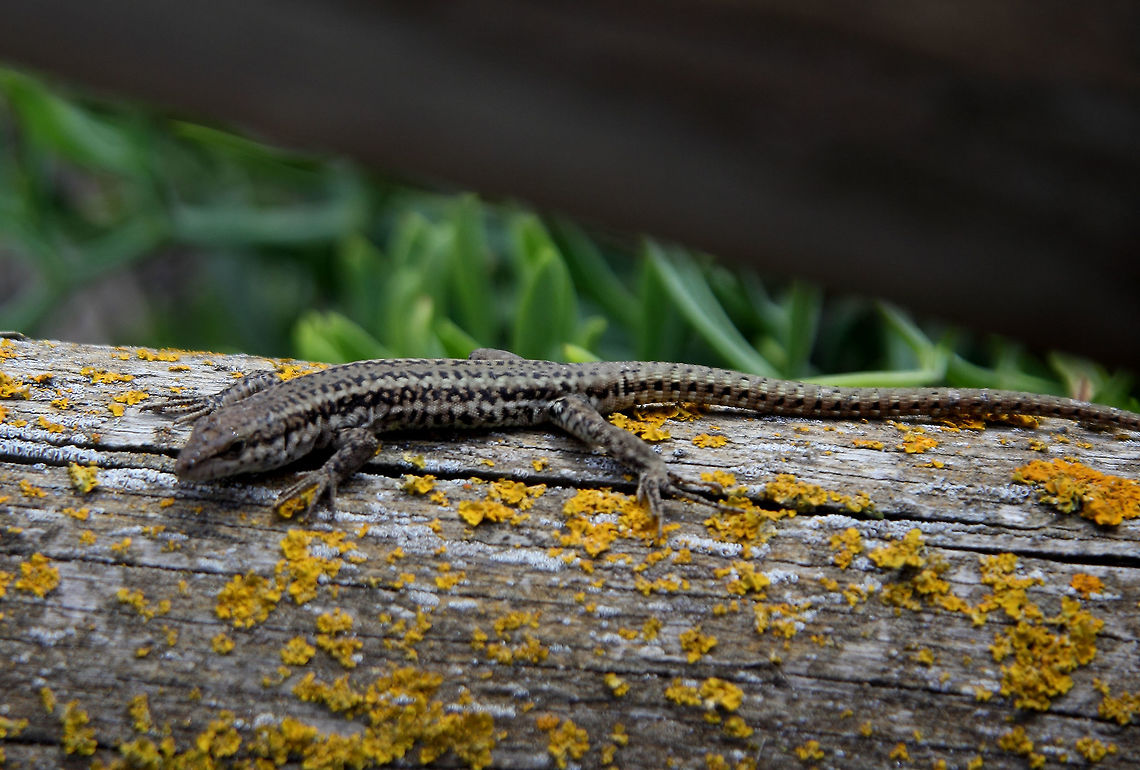 Common Wall Lizard  Common wall lizard,Podarcis muralis